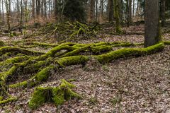 Wirrwarr im Laubwald