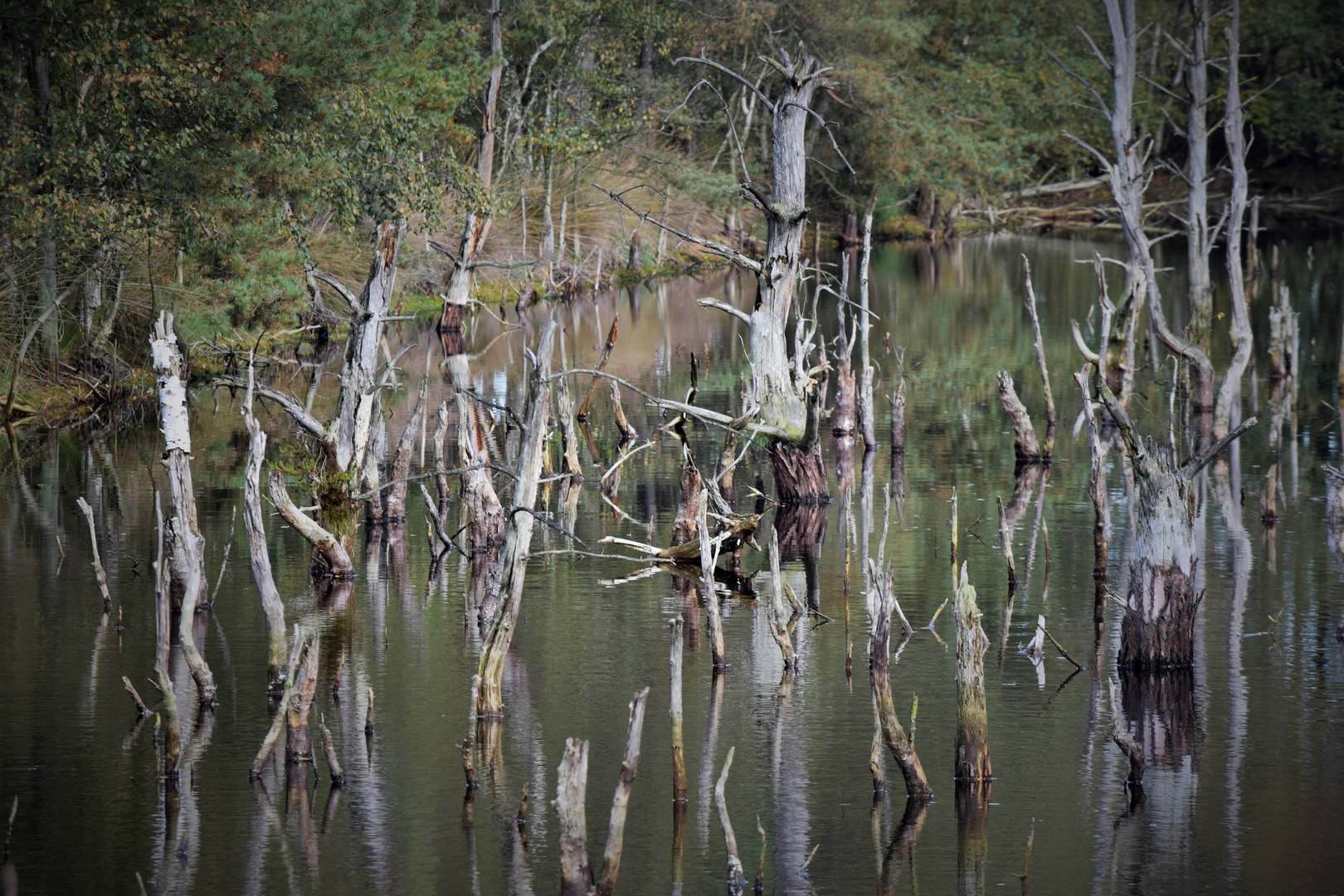 Wirrwarr im Pietzmoor