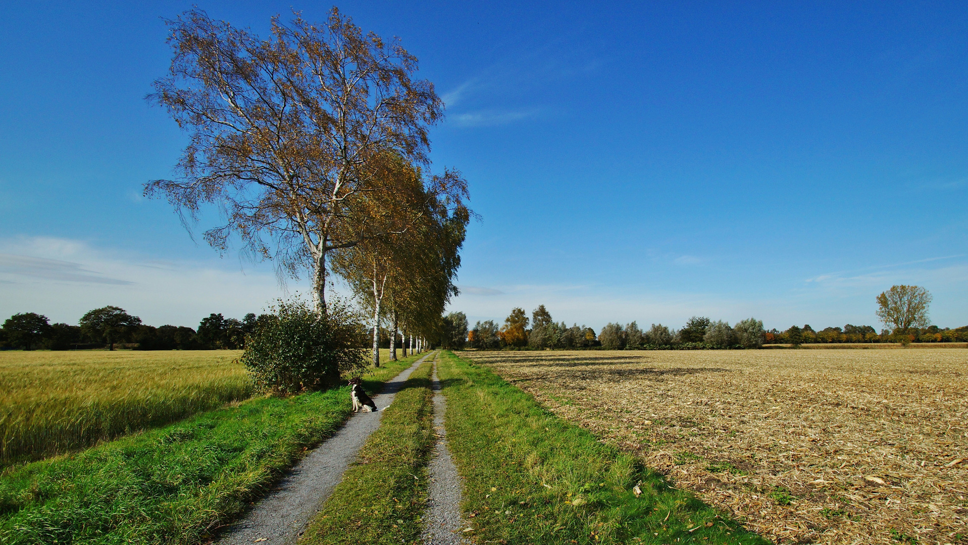 Wirtschaftsweg im Münsterland