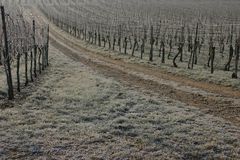 Wirtschaftsweg im Weinberg