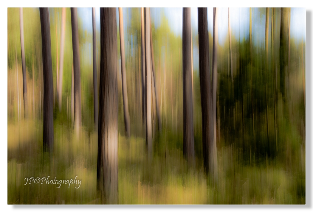 Wischbild - Wald