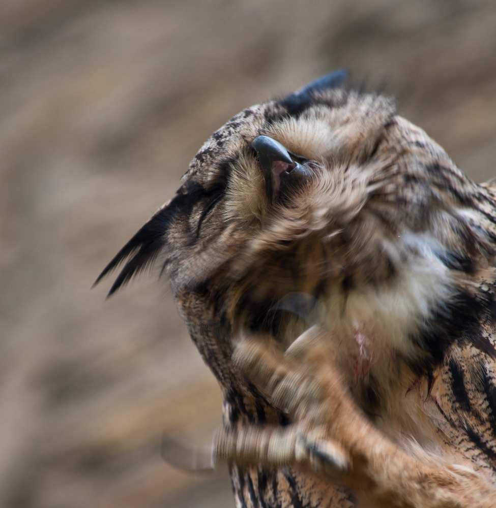 Wischer-Portrait