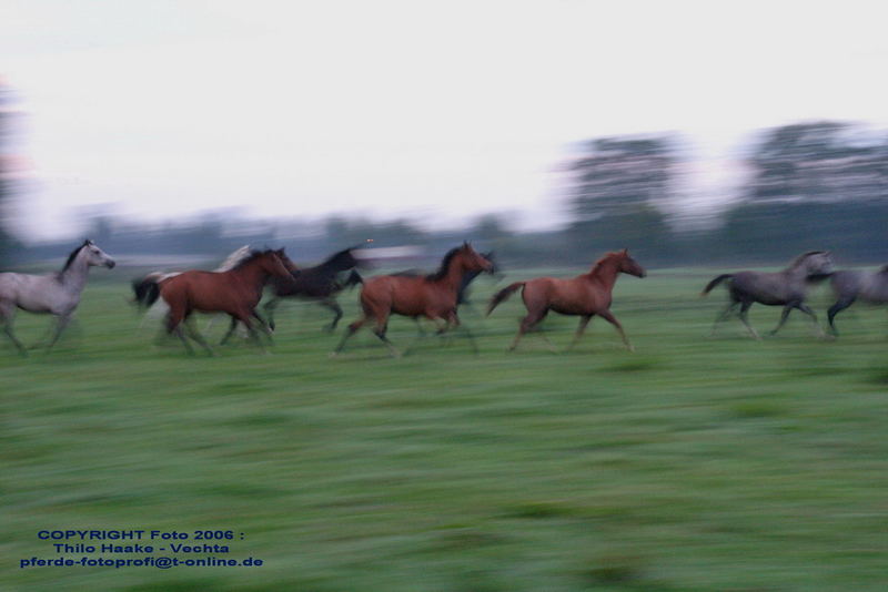 Wischfoto: Pferdeherde im Morgengrauen