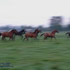 Wischfoto: Pferdeherde im Morgengrauen