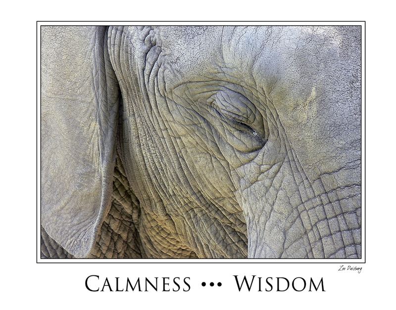 Wisdom and Calmness