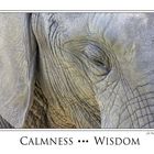 Wisdom and Calmness
