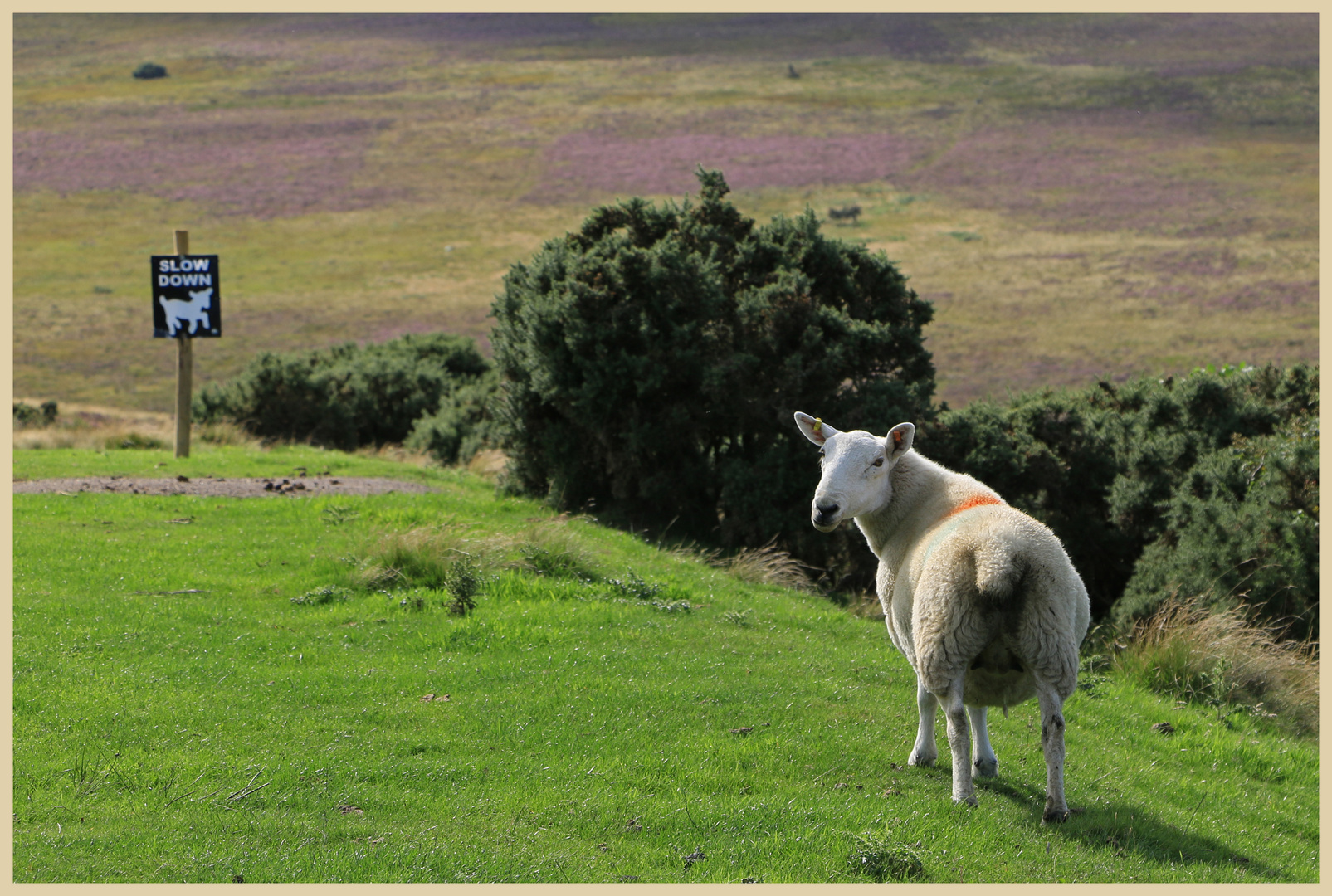 wise sheep near glaisdale