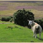 wise sheep near glaisdale