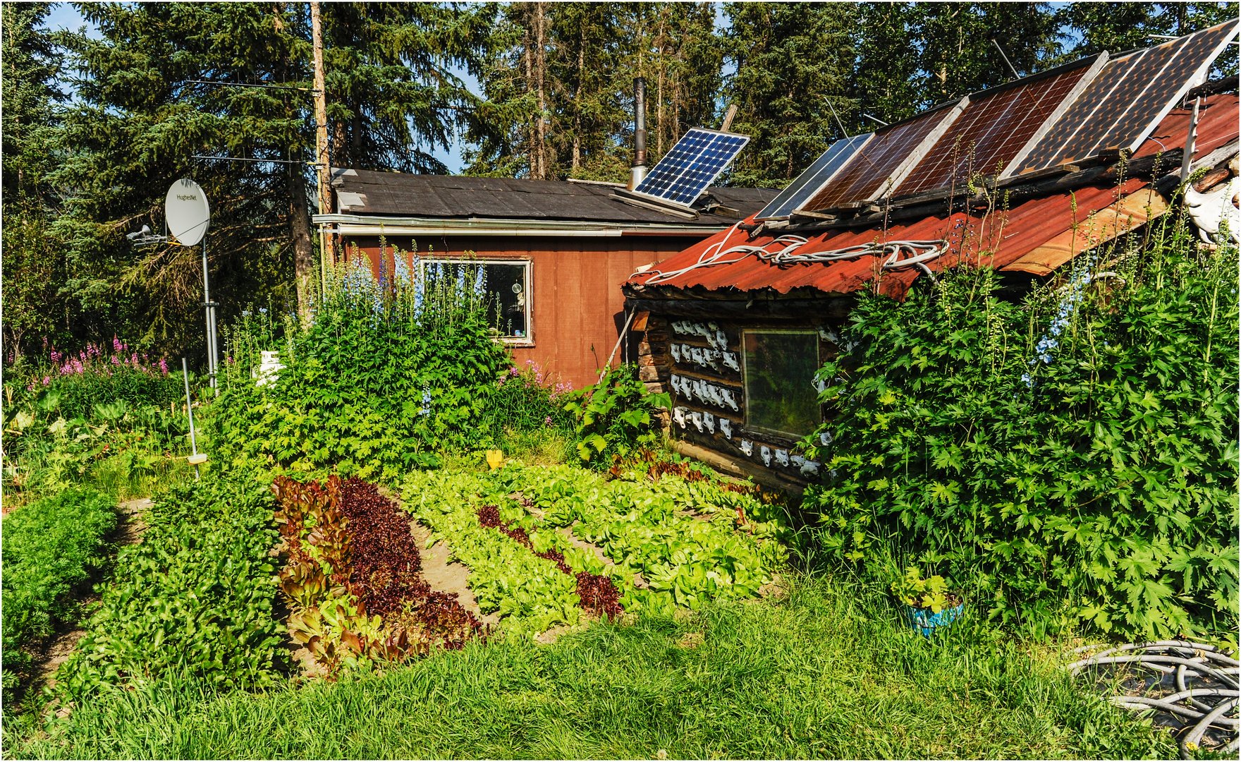 "Wiseman Alaska" - auch Trapper bauen Vitamine an