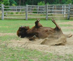 Wisent