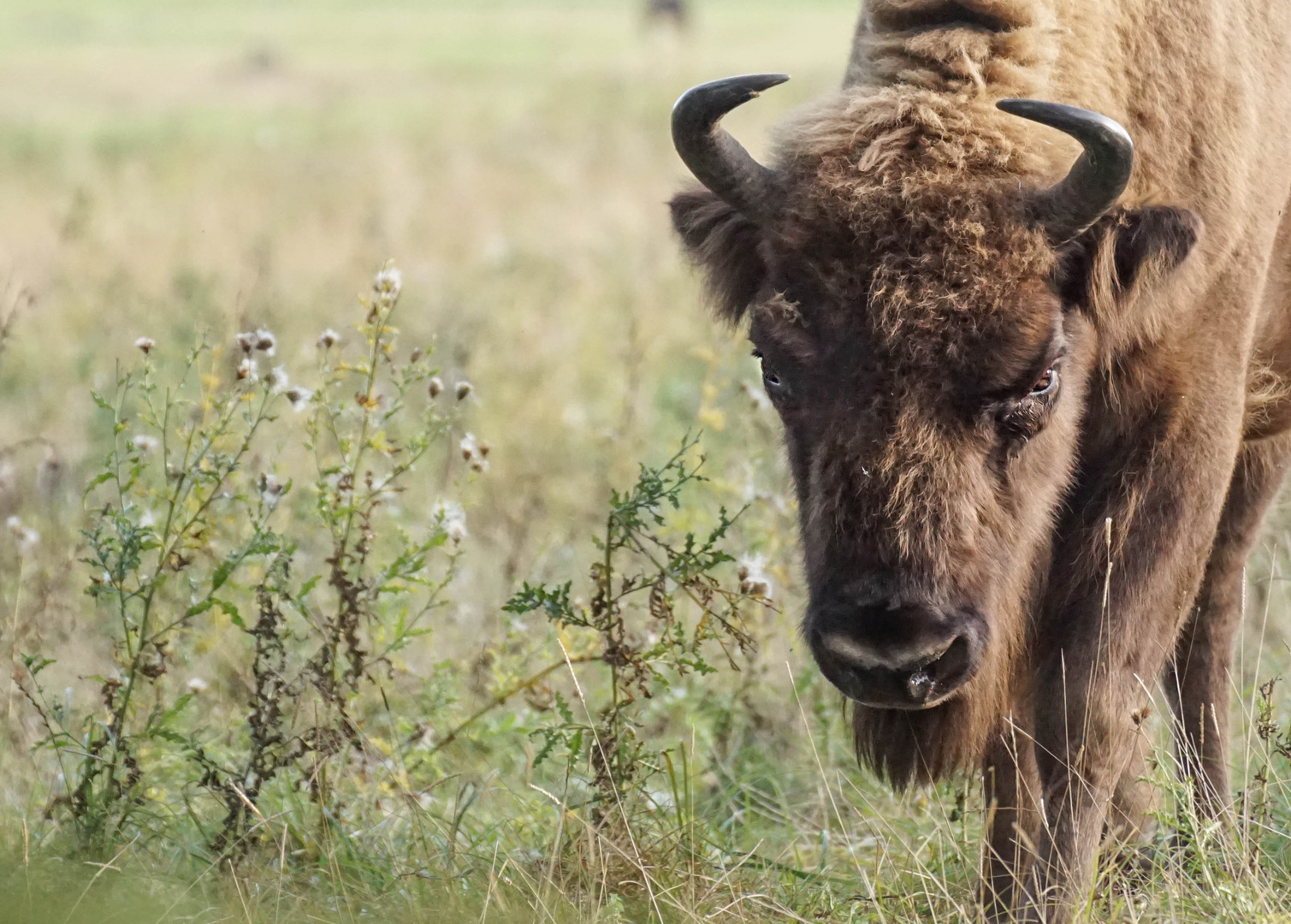 Wisent