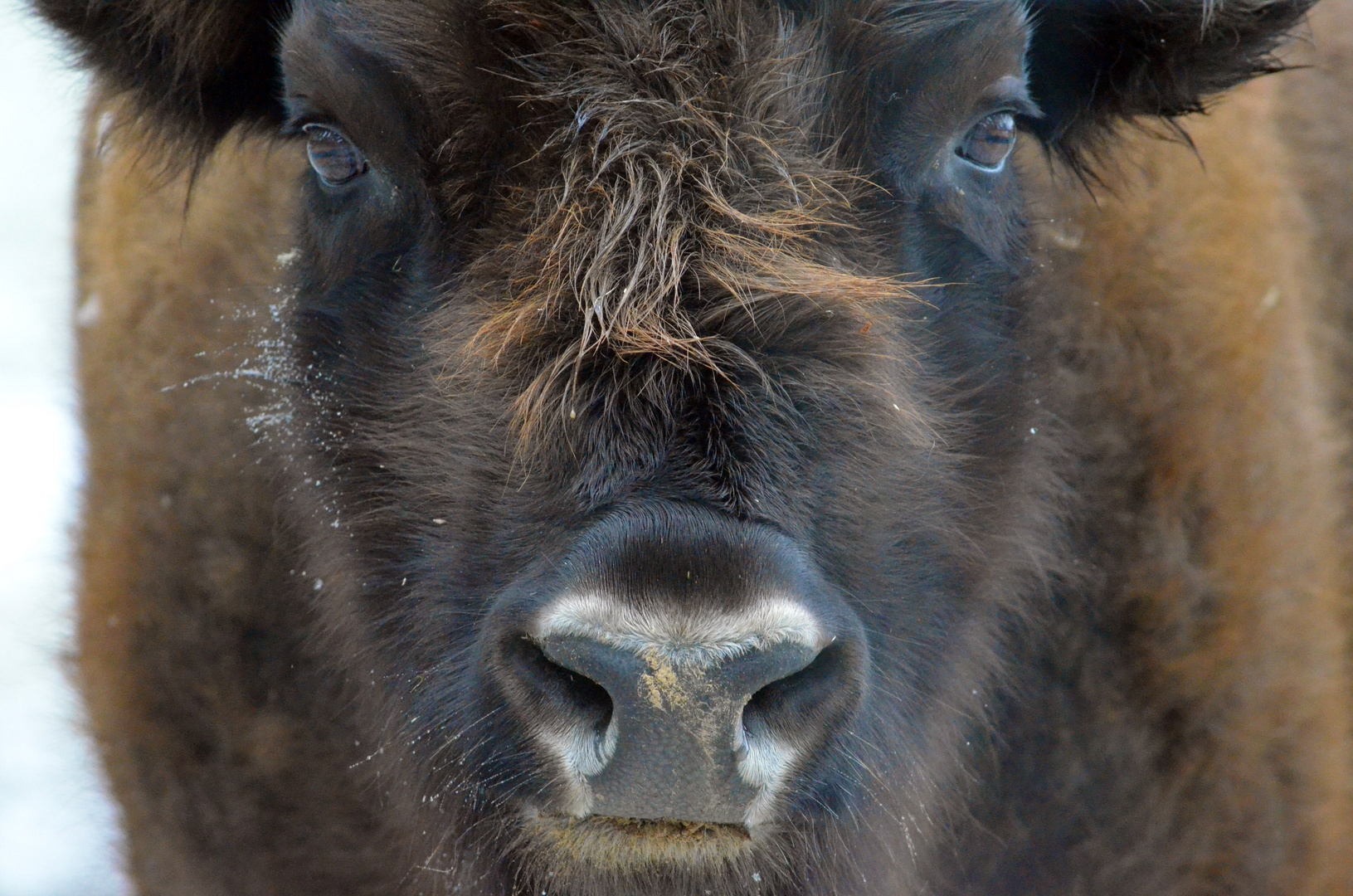 Wisent