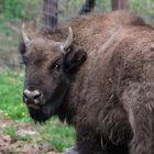 Wisent