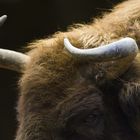 Wisent