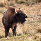 Wisent