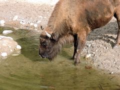 Wisent