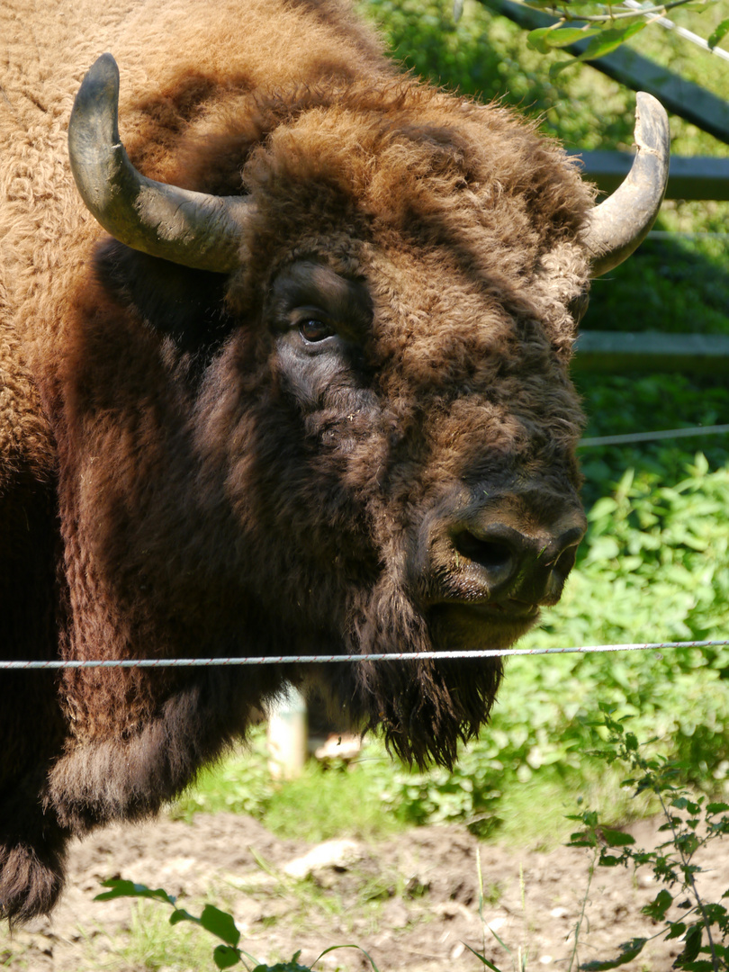 Wisent