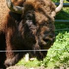 Wisent