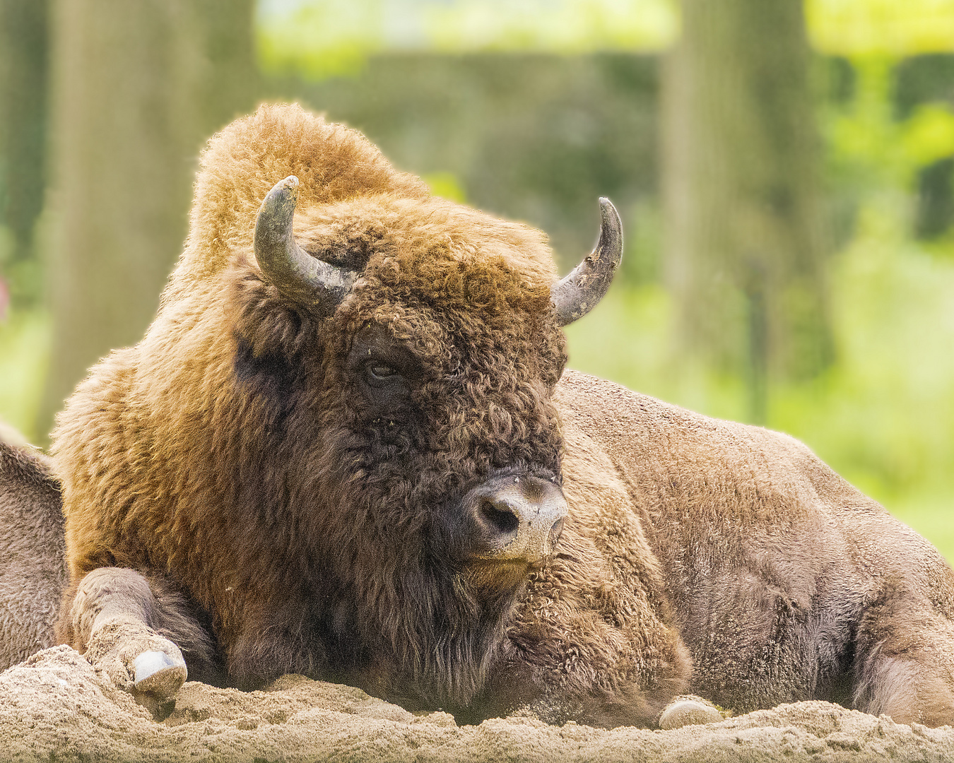  Wisent 2