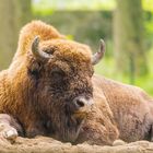  Wisent 2