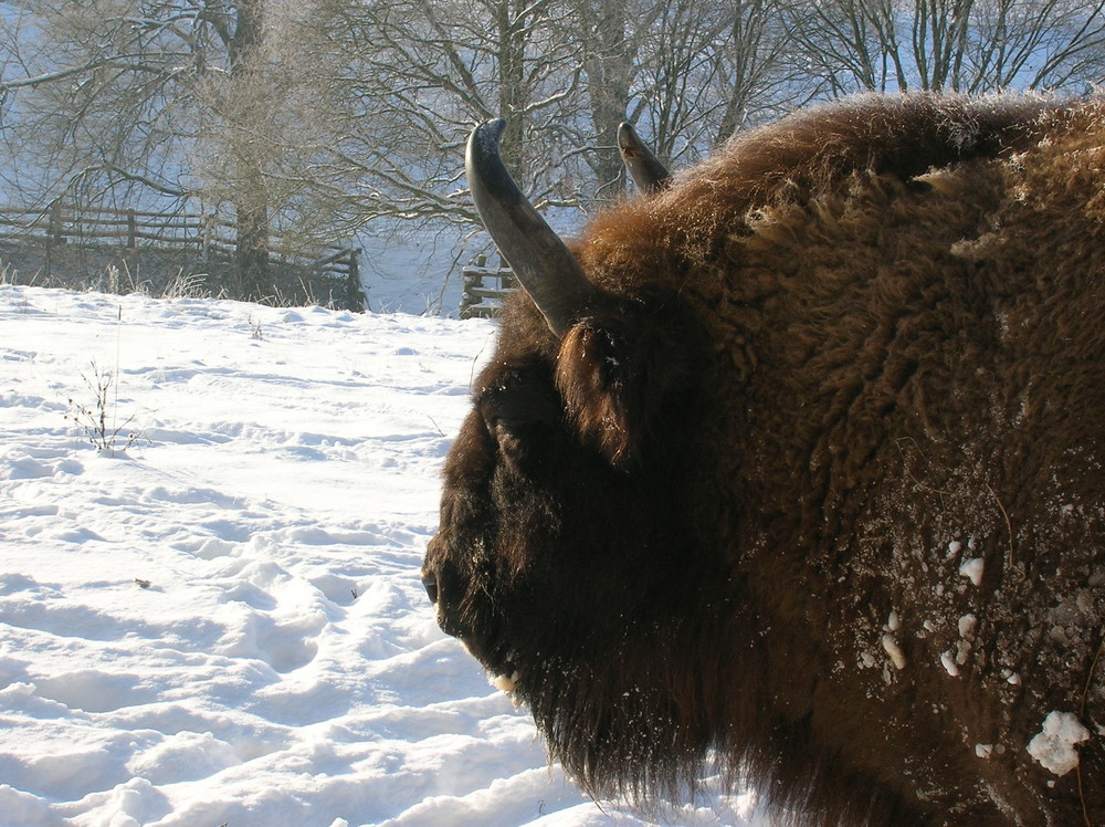 Wisent 2