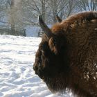 Wisent 2