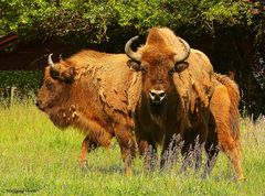 Wisent