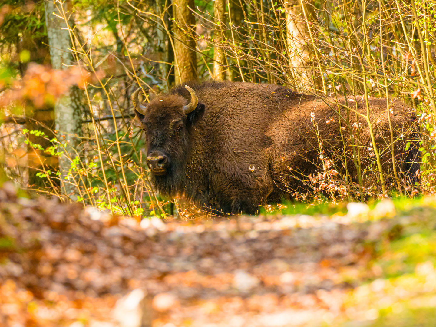 Wisent