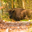 Wisent