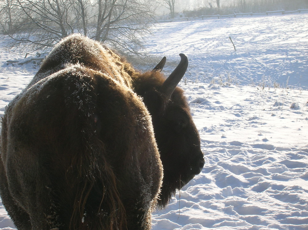 Wisent 3