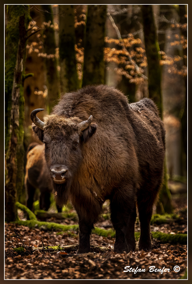 Wisent 3