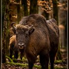 Wisent 3