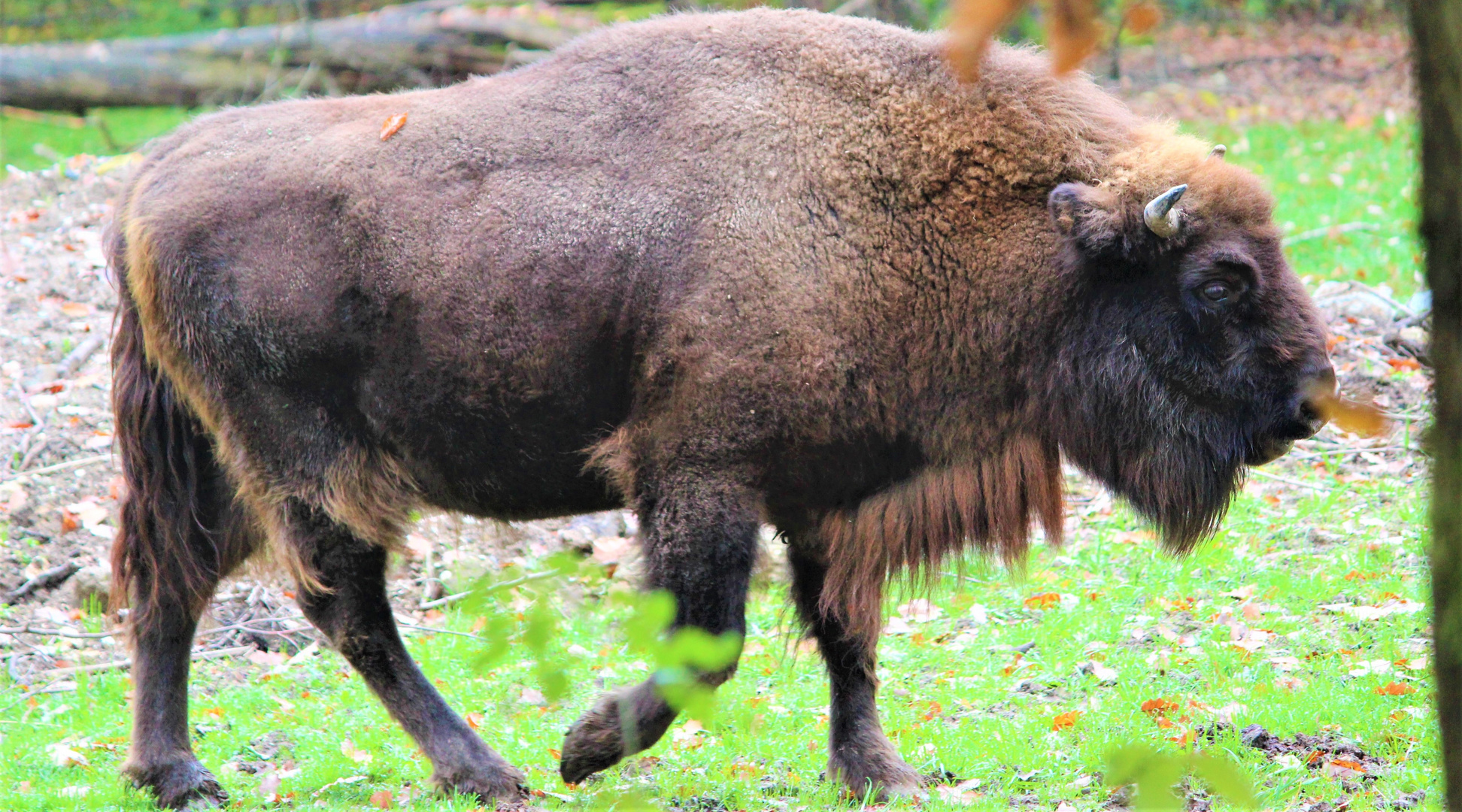 Wisent