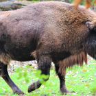 Wisent