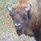 WISENT