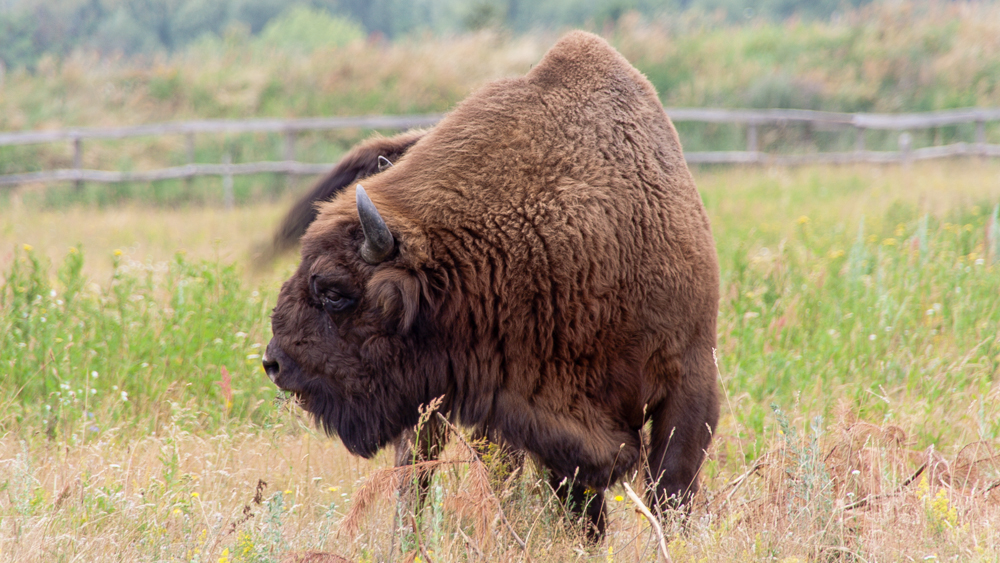 Wisent