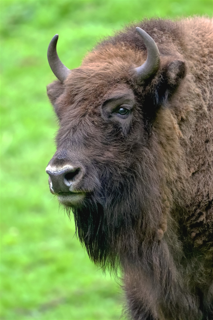 Wisent