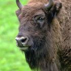 Wisent