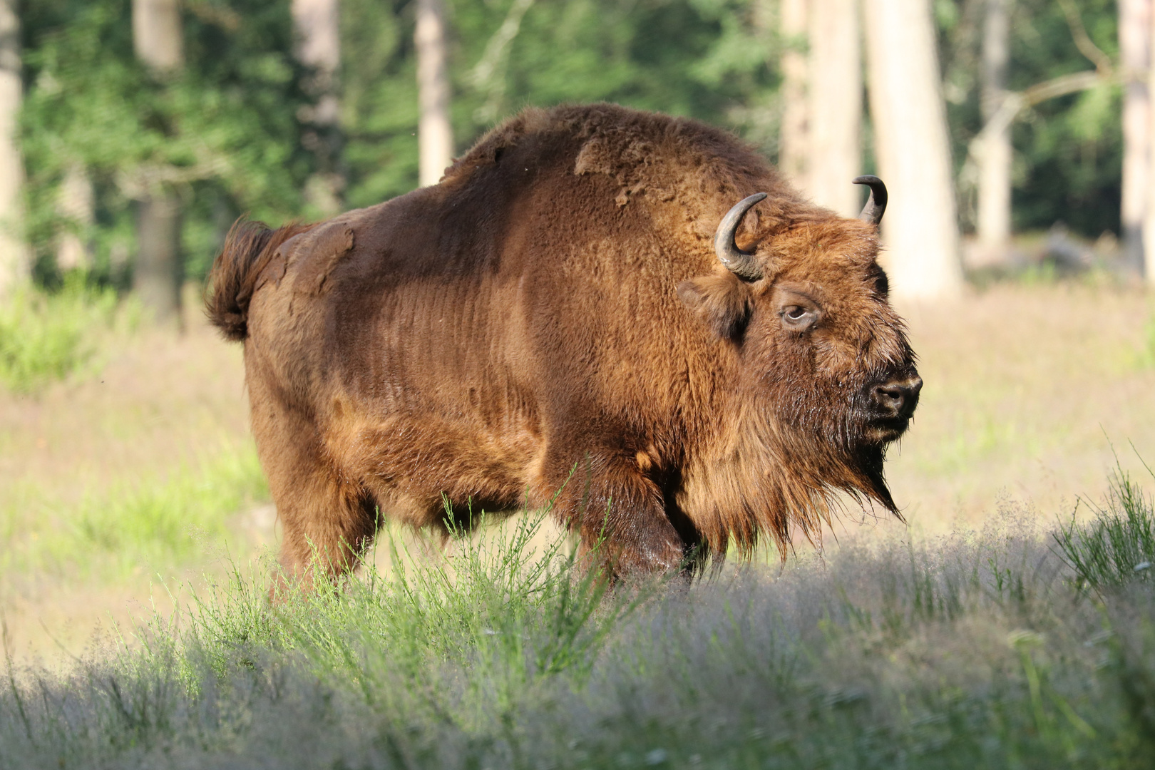 Wisent