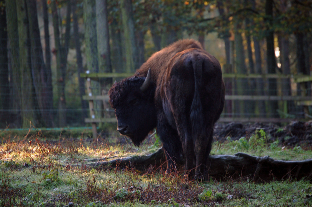 Wisent