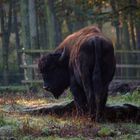 Wisent