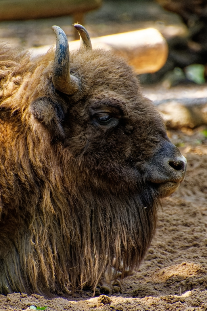 Wisent