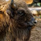 Wisent