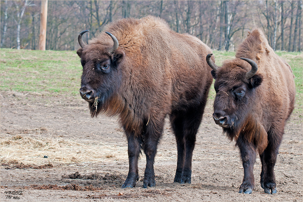 Wisent ...