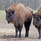 Wisent ...