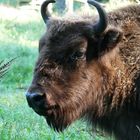 Wisent