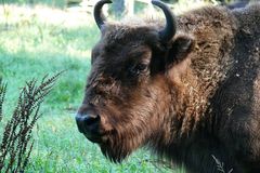 Wisent