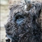 Wisent