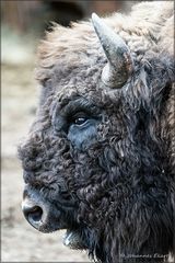 Wisent