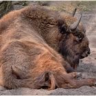 Wisent